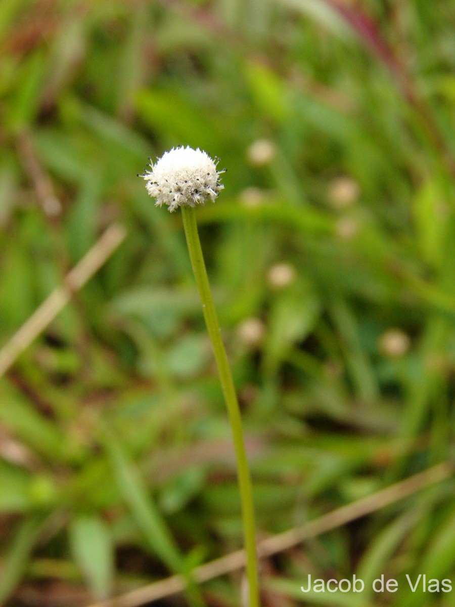 Eriocaulon quinquangulare L.